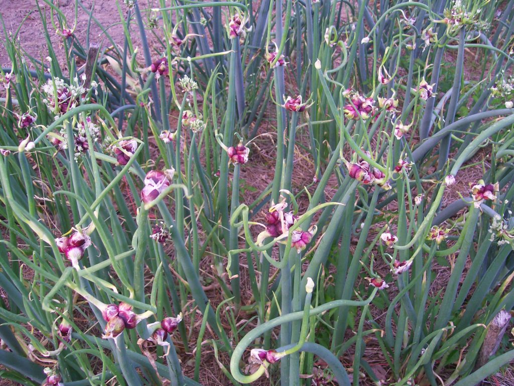 A cluster of pink and purple orchids with green leaves.