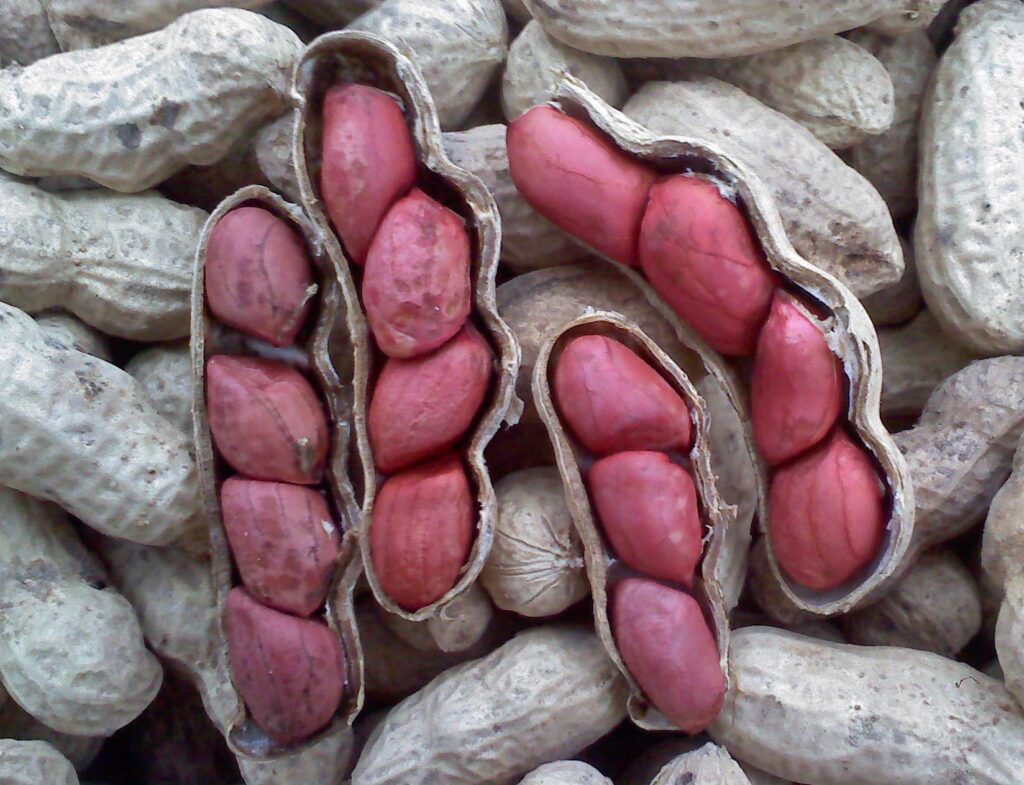 Open and closed peanuts with red skins.