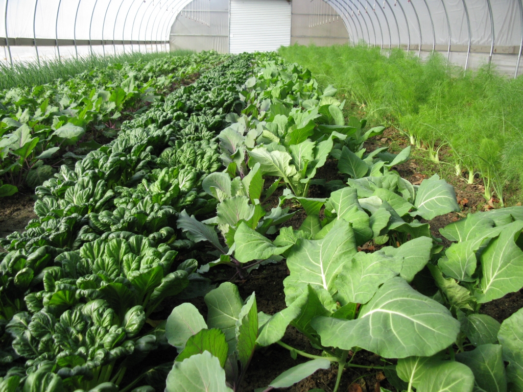 Rows of leafy green vegetables growing in a greenhouse.