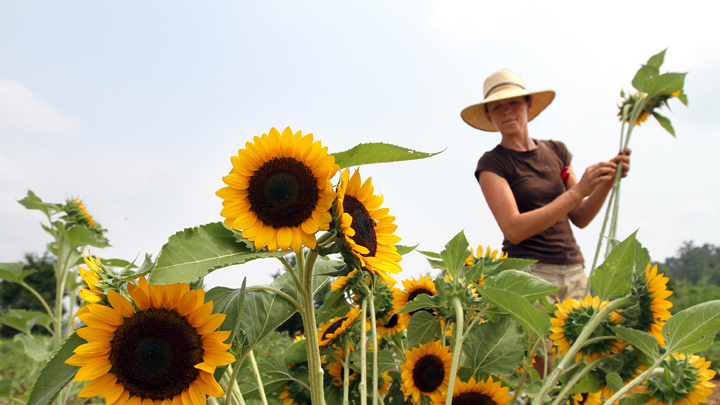 A woman in a straw hat standing among tall sunflowers on a sunny day.