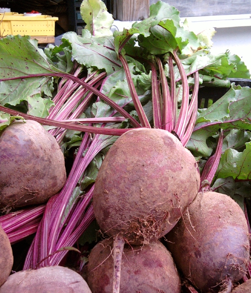 Freshly harvested beetroots with leafy tops.