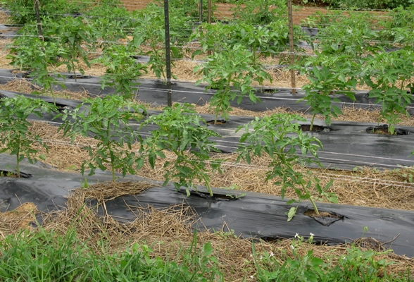 Rows of young tomato plants growing in a garden bed with black mulch.