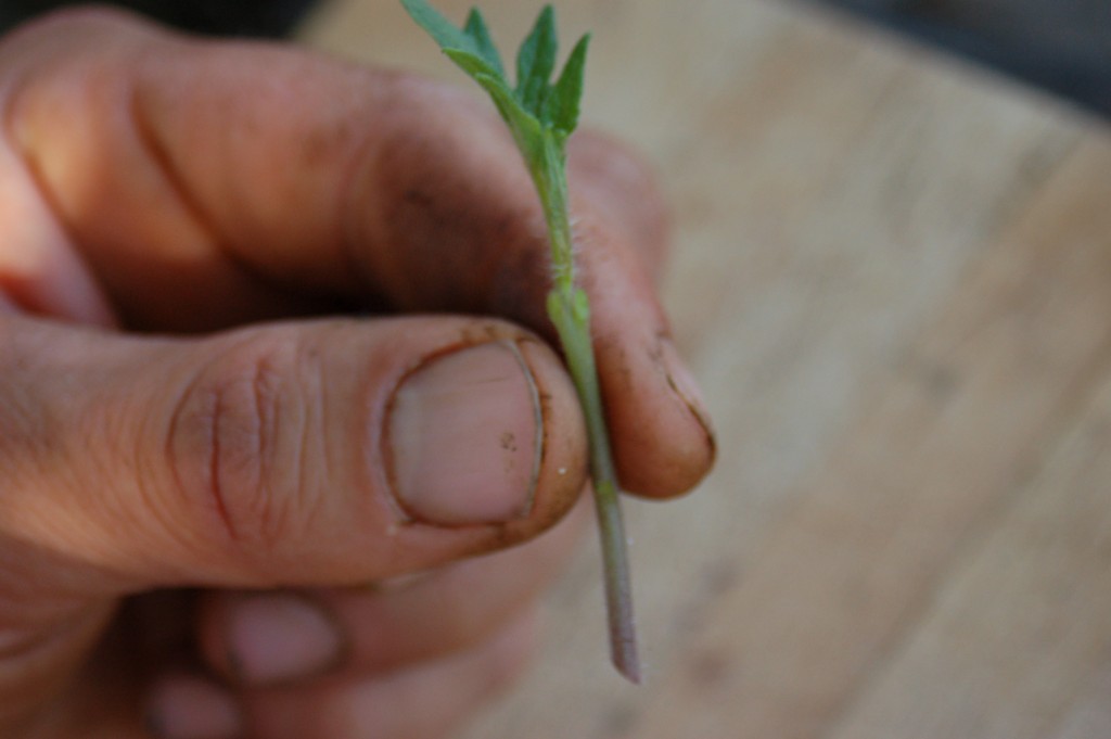 A hand holding a small green plant cutting.