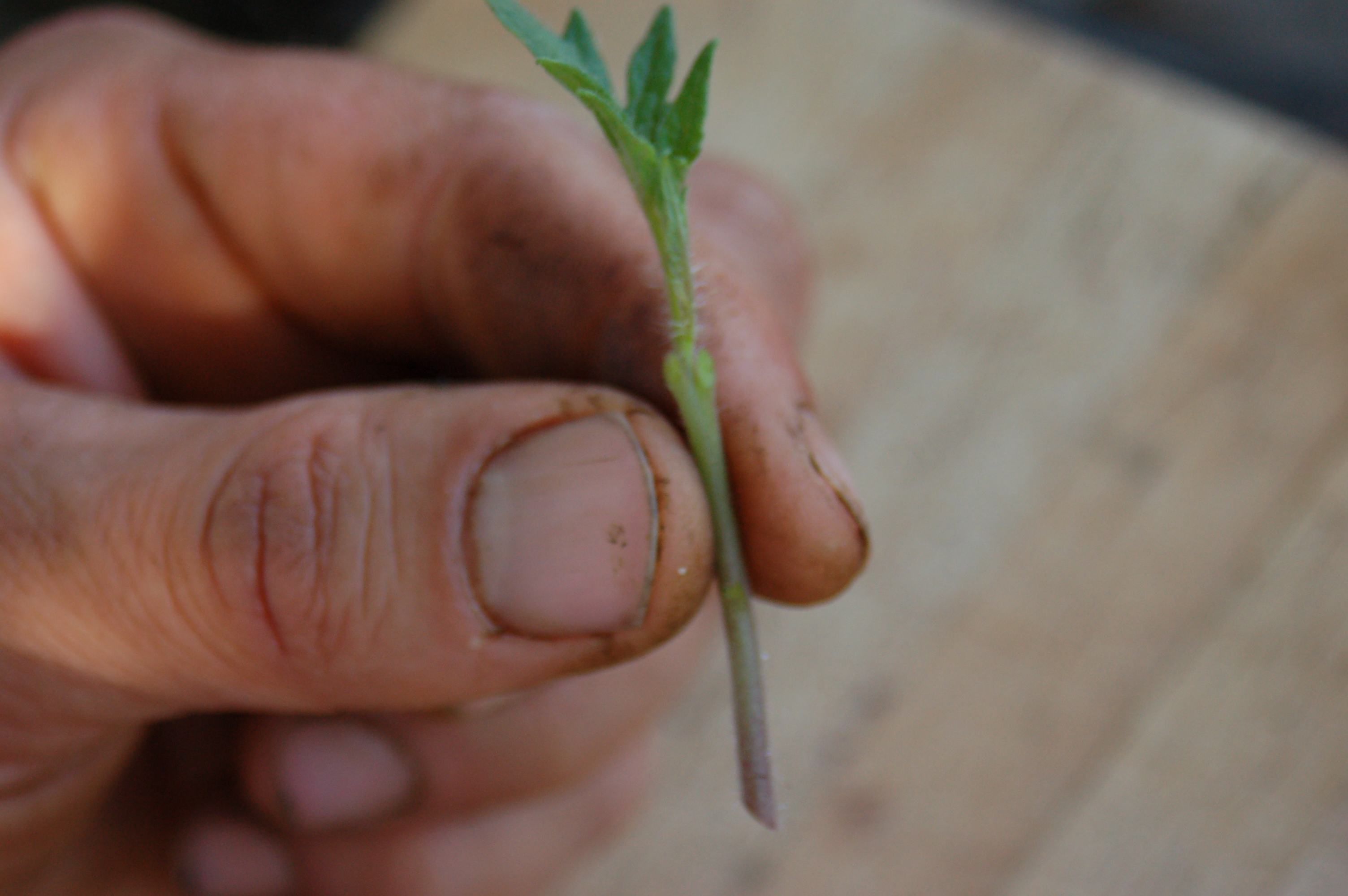 A hand holding a small green plant cutting.