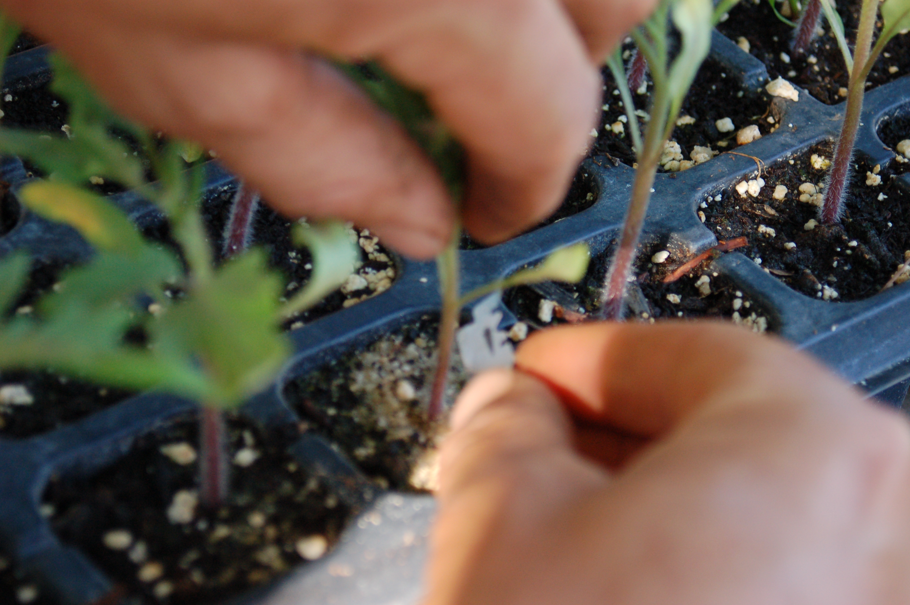 Hands planting young seedlings in soil.