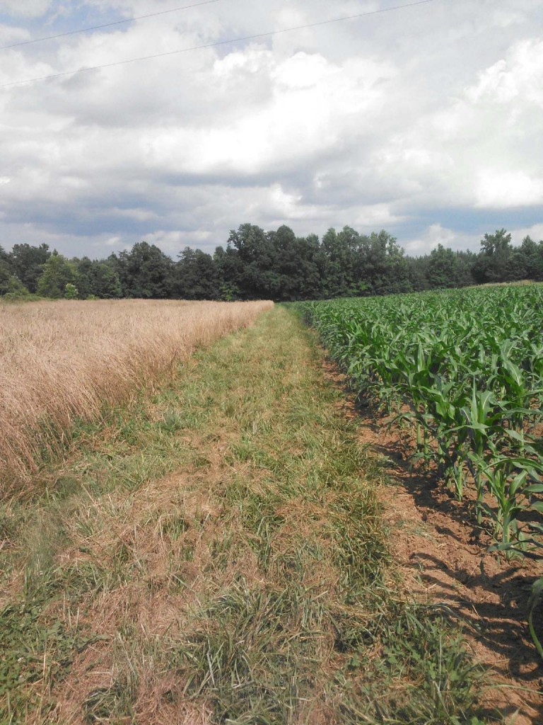 A field divided into two sections with different crops under a cloudy sky.