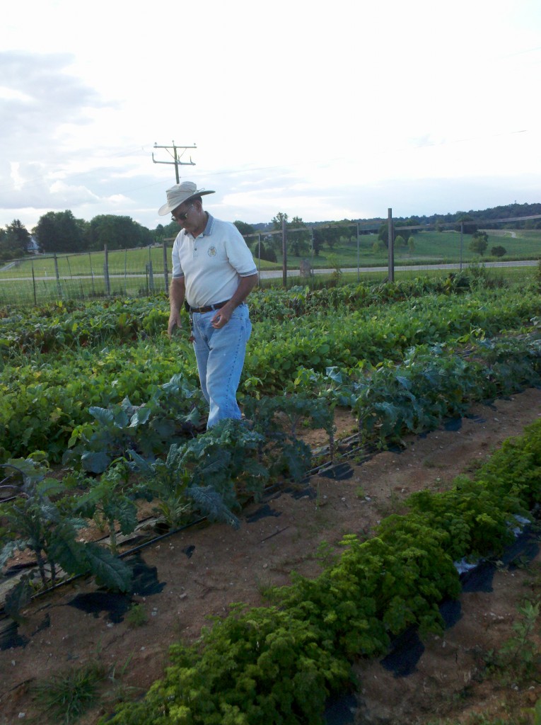 An elderly man tending to a garden with rows of plants.