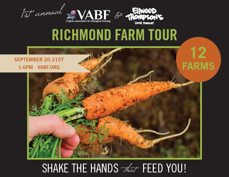 Freshly harvested carrots from Richmond Farm Tour with a hand holding them.