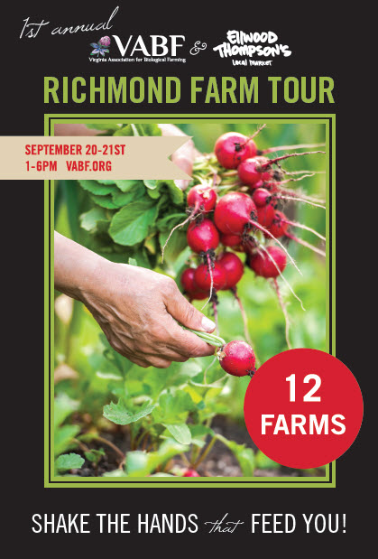 A hand picking fresh radishes during Richmond Farm Tour.