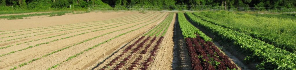 Rows of young lettuce plants growing in a field.