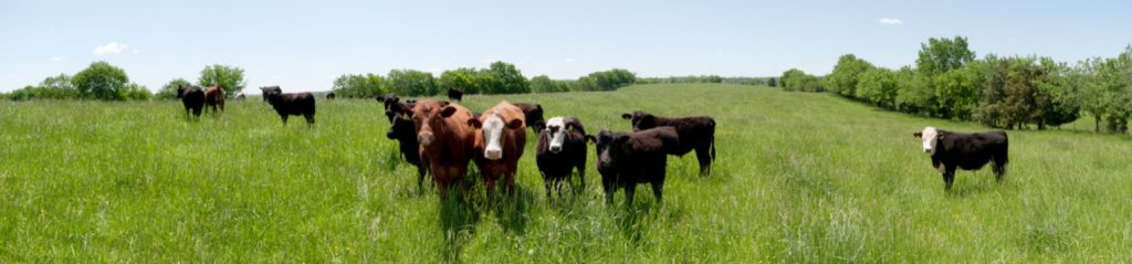 A group of cows standing in a green field under a clear sky.