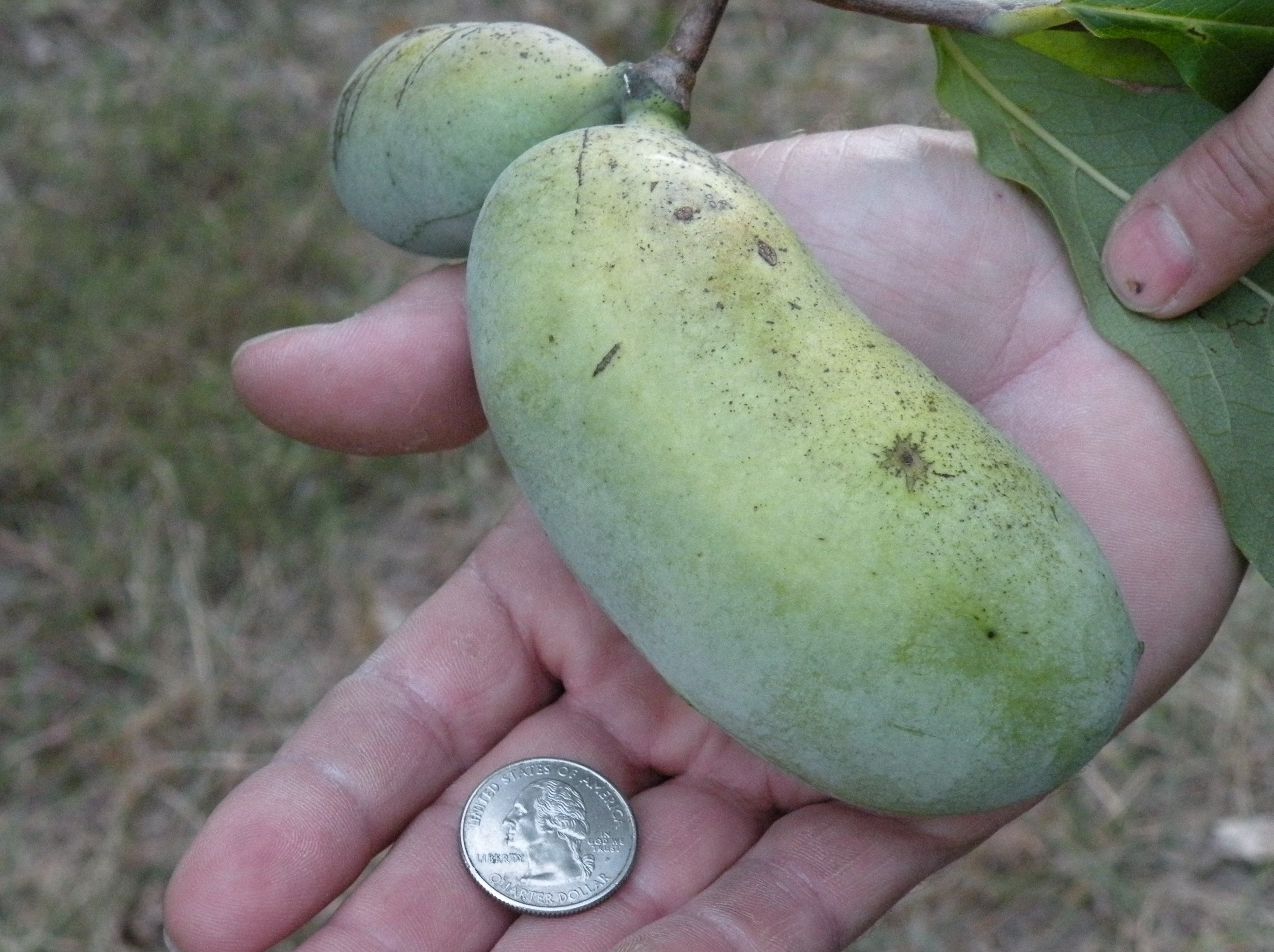A hand holding a large green mango next to a quarter for size.