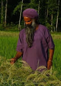 A man in purple traditional attire harvesting crops in a green field.