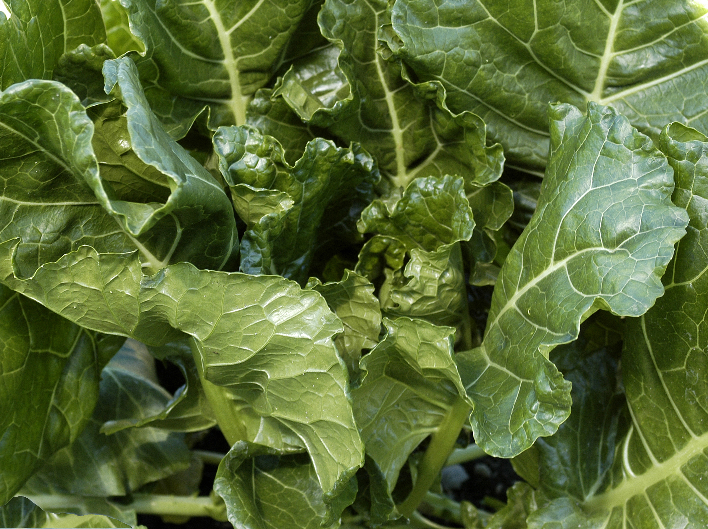 Close-up of fresh green leafy vegetables.