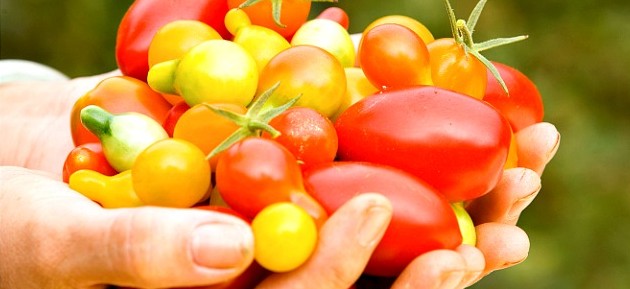 A hand holding a small yellow cherry tomato among various colorful tomatoes.