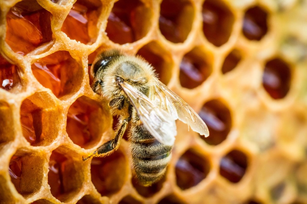 A bee on a honeycomb cell.