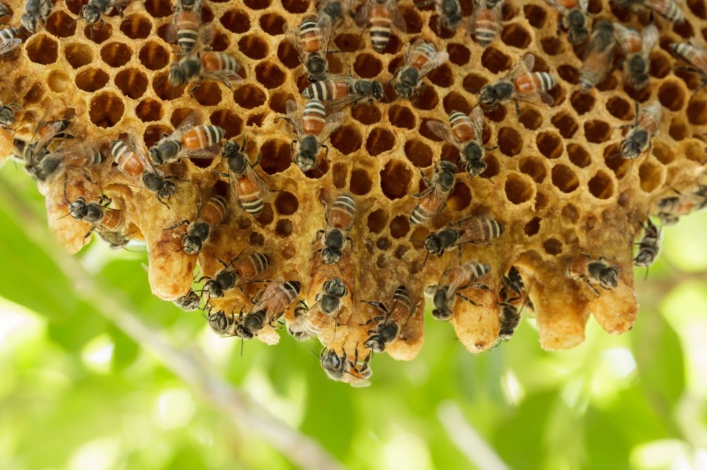 Close-up of bees on a honeycomb.