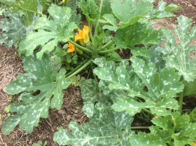 Zucchini plant with yellow flowers and powdery mildew on leaves.