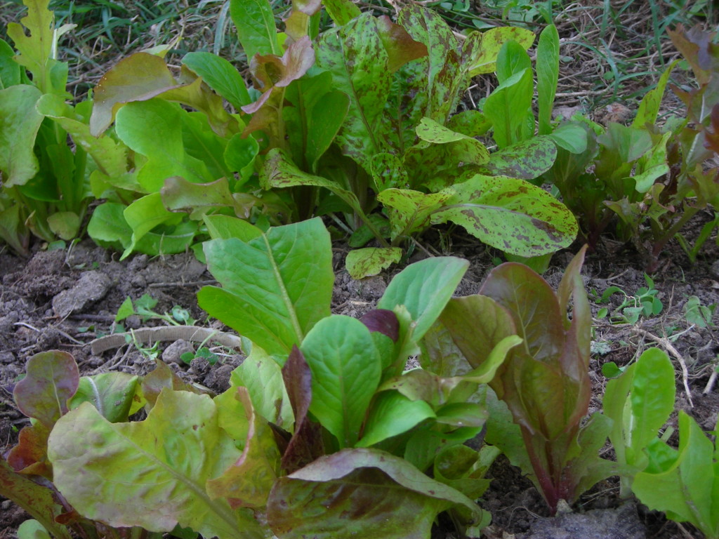 Fresh green lettuce plants growing in soil outdoors.