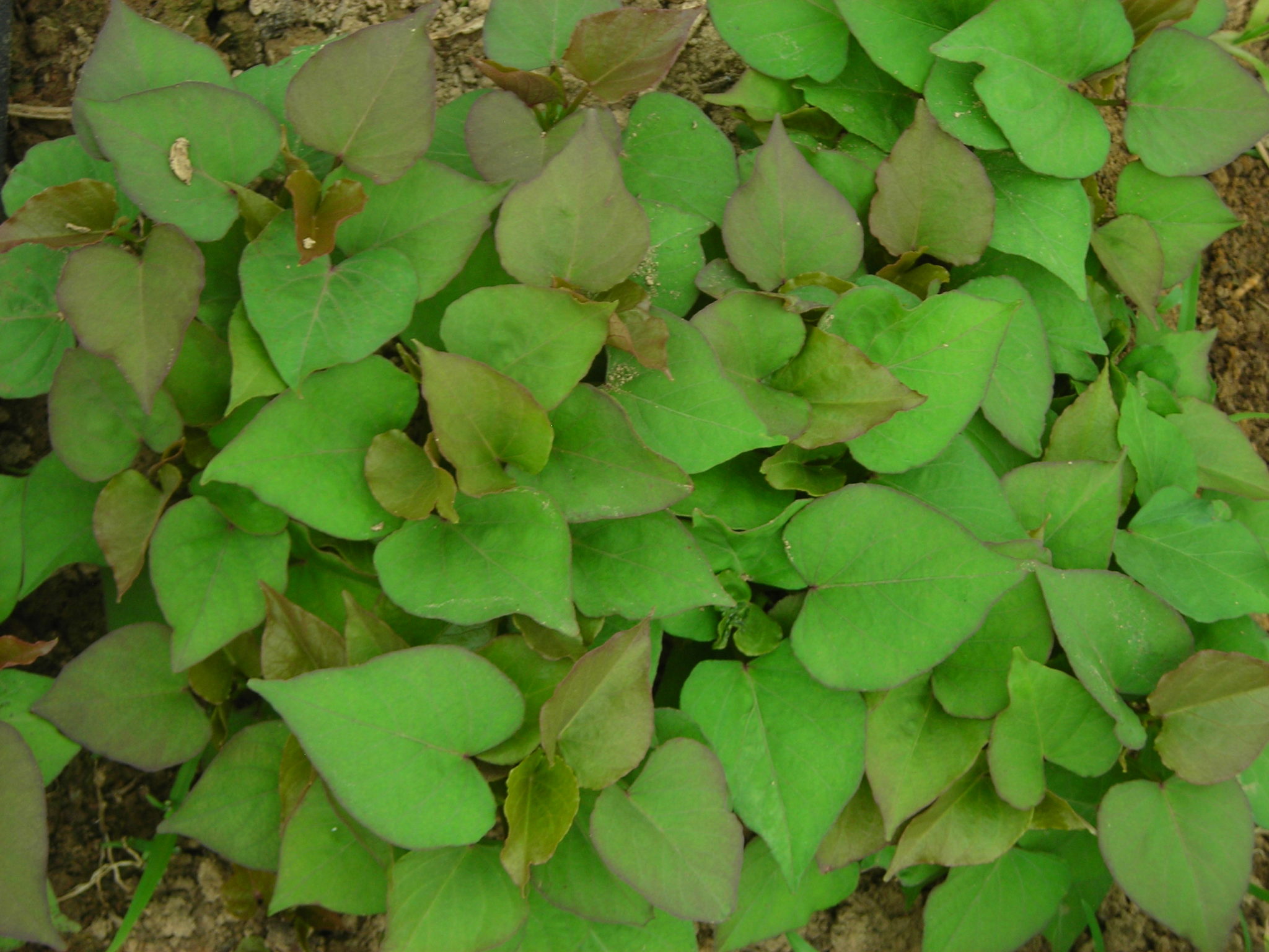 Heart-shaped green leaves densely covering the ground.