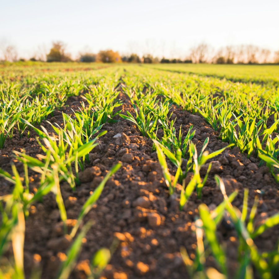 Termination timing without tillage