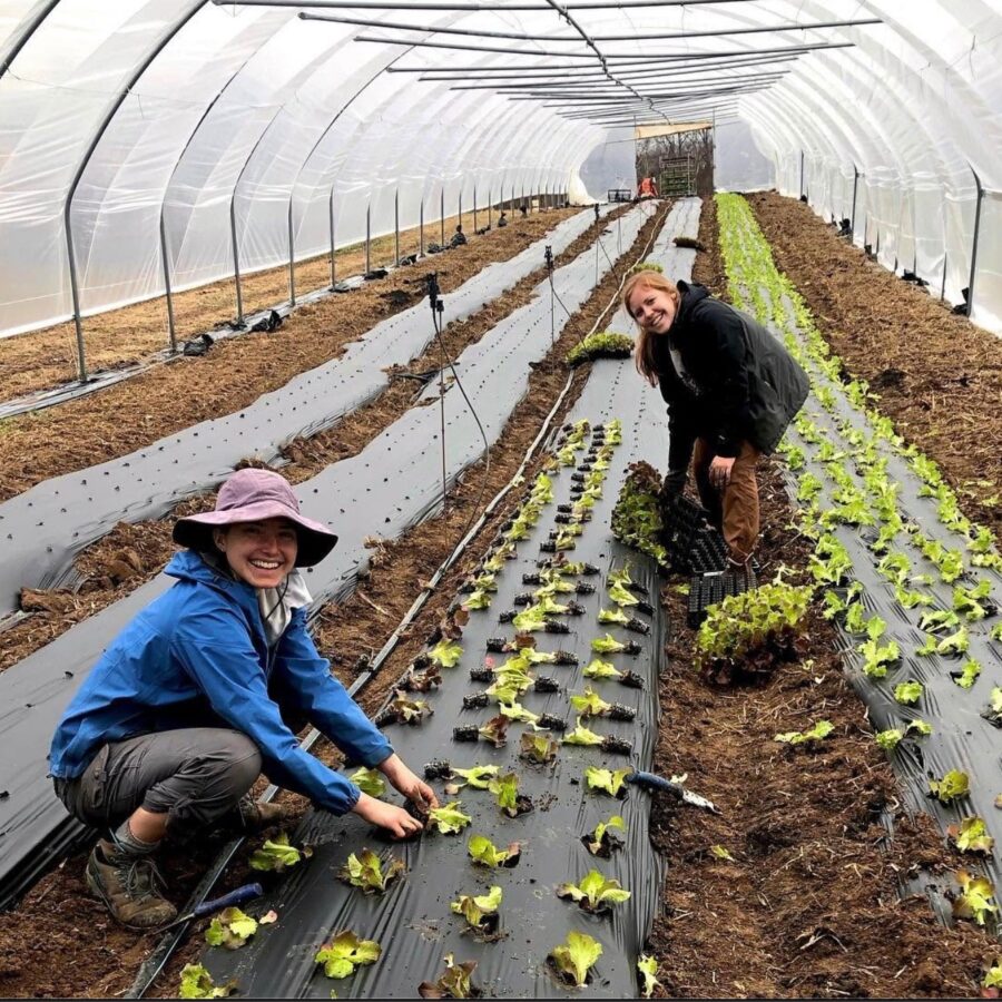 Two VABF farmers transplanting lettuce starts in a high tunnel
