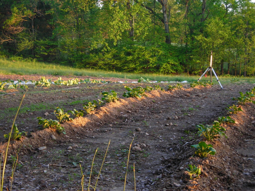 A garden bed with young plants and a tripod sprinkler in a green backyard.