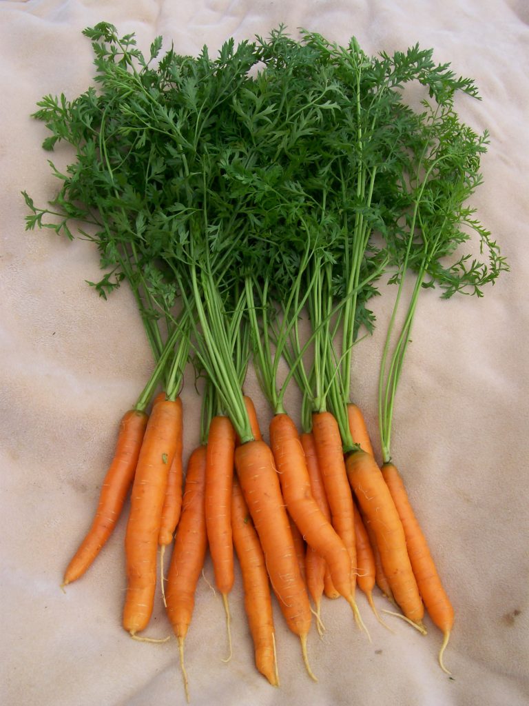 A bunch of fresh carrots with green tops.