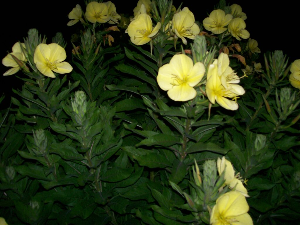 Yellow flowers blooming among green leaves at night.