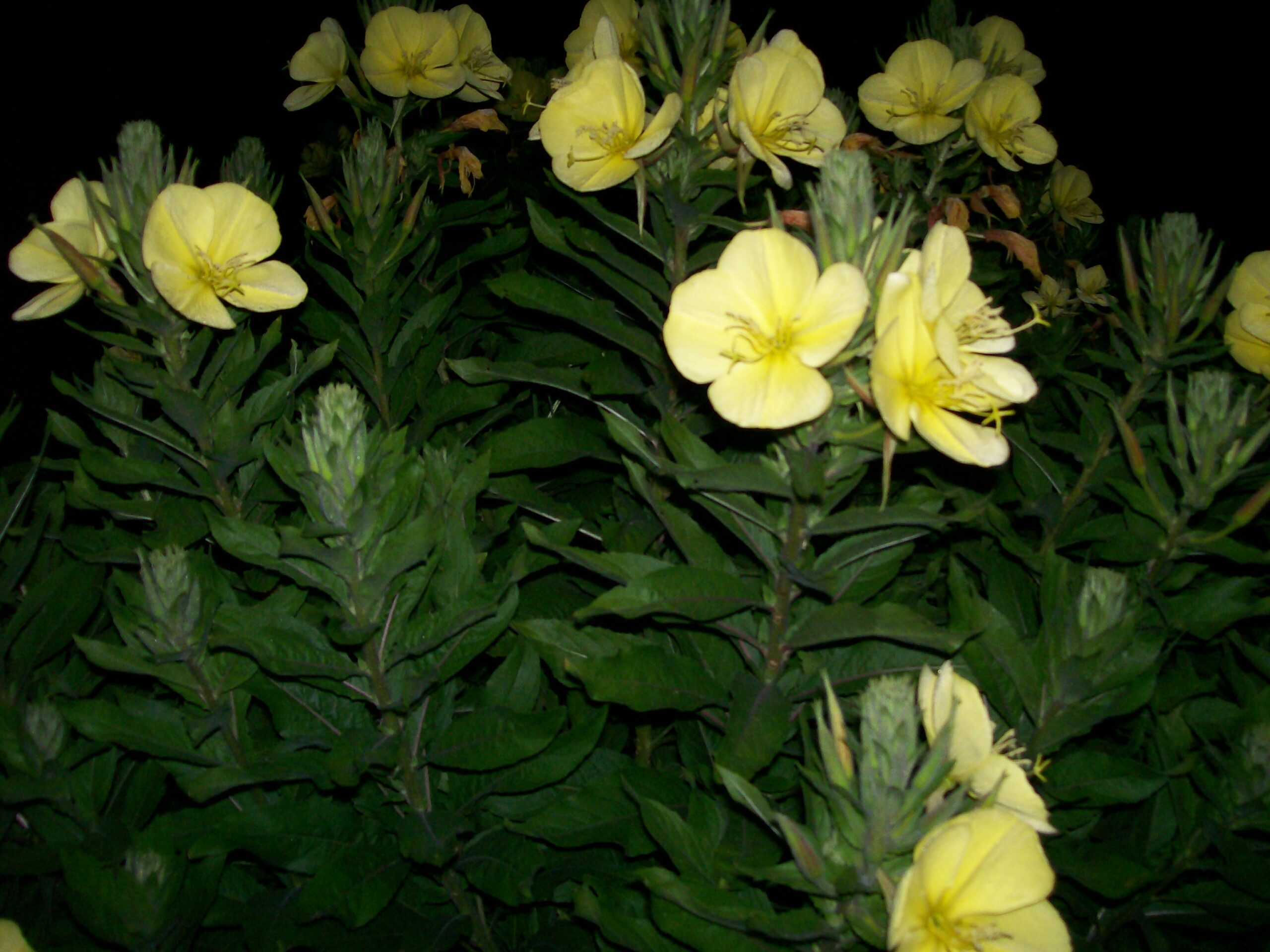 Yellow flowers blooming among green leaves at night.
