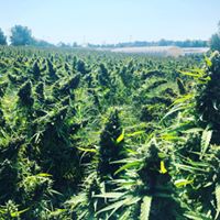 Pesticide Compliance for Organic Crops and Hemp