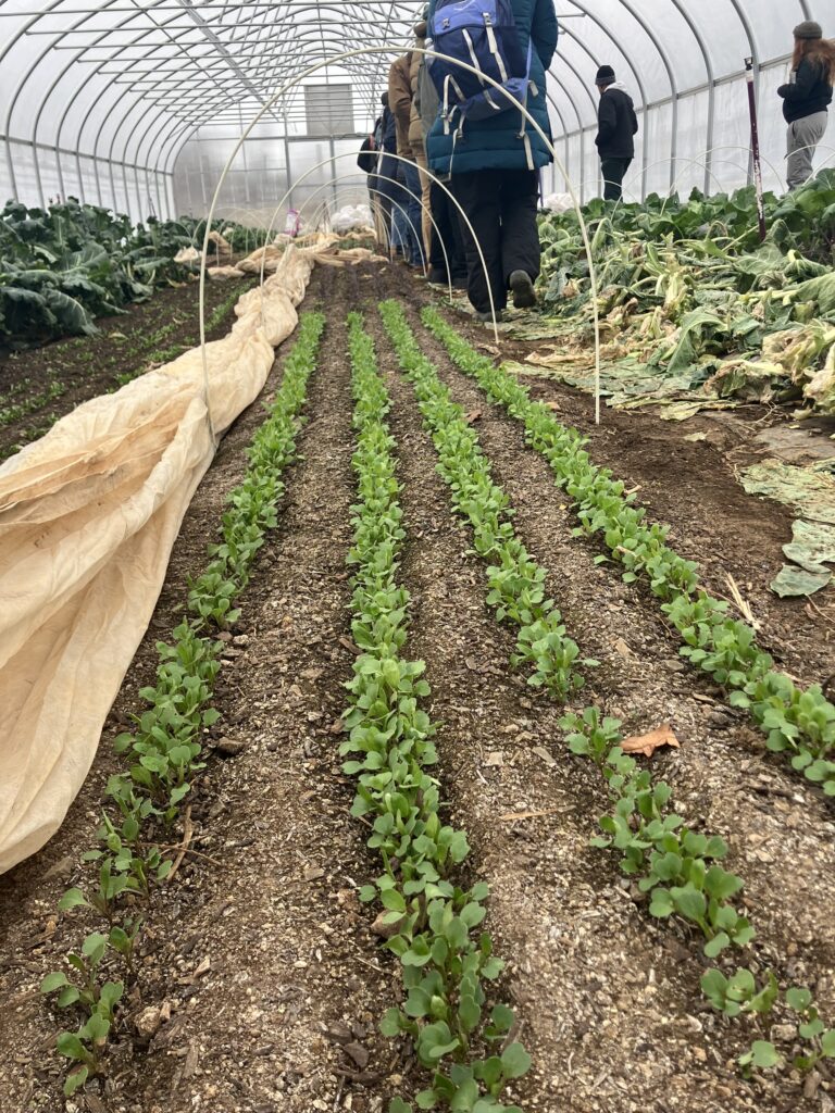 Rows of young plants growing under a protective greenhouse cover.