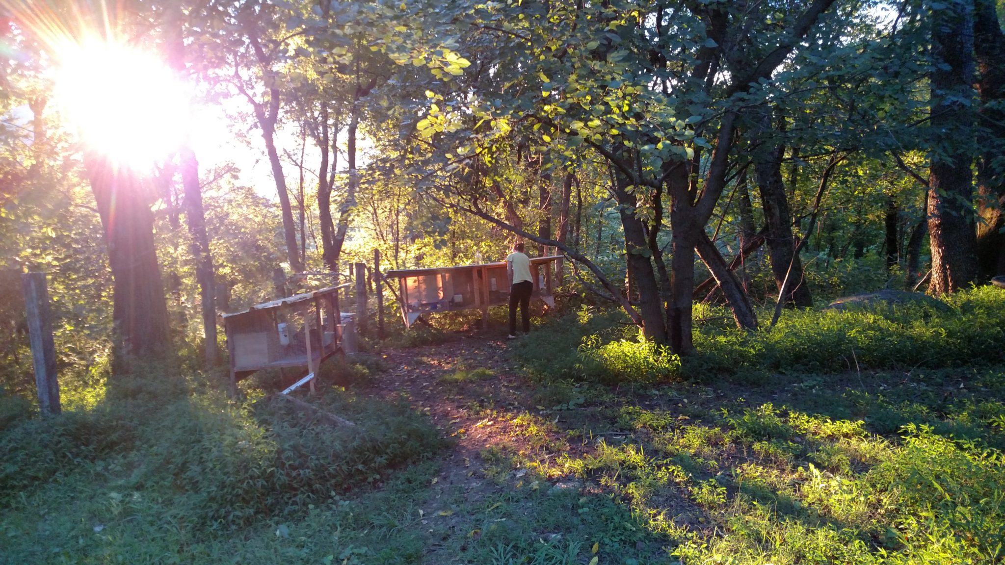 A person standing on a wooden bridge surrounded by trees at sunset.