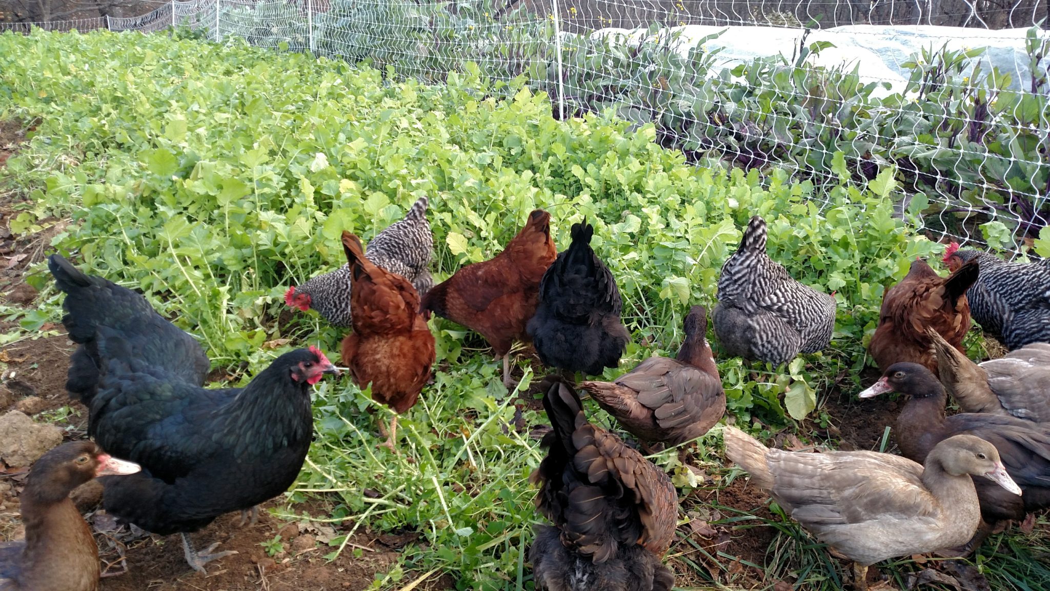 Chickens pecking in a green garden under light rain.