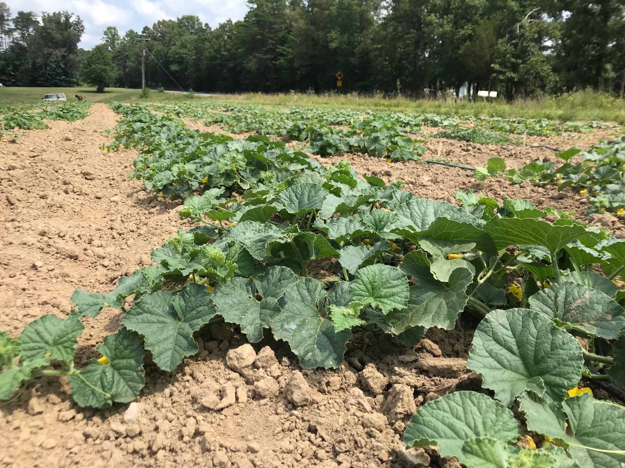 A field of young pumpkin plants growing in rows under a cloudy sky.