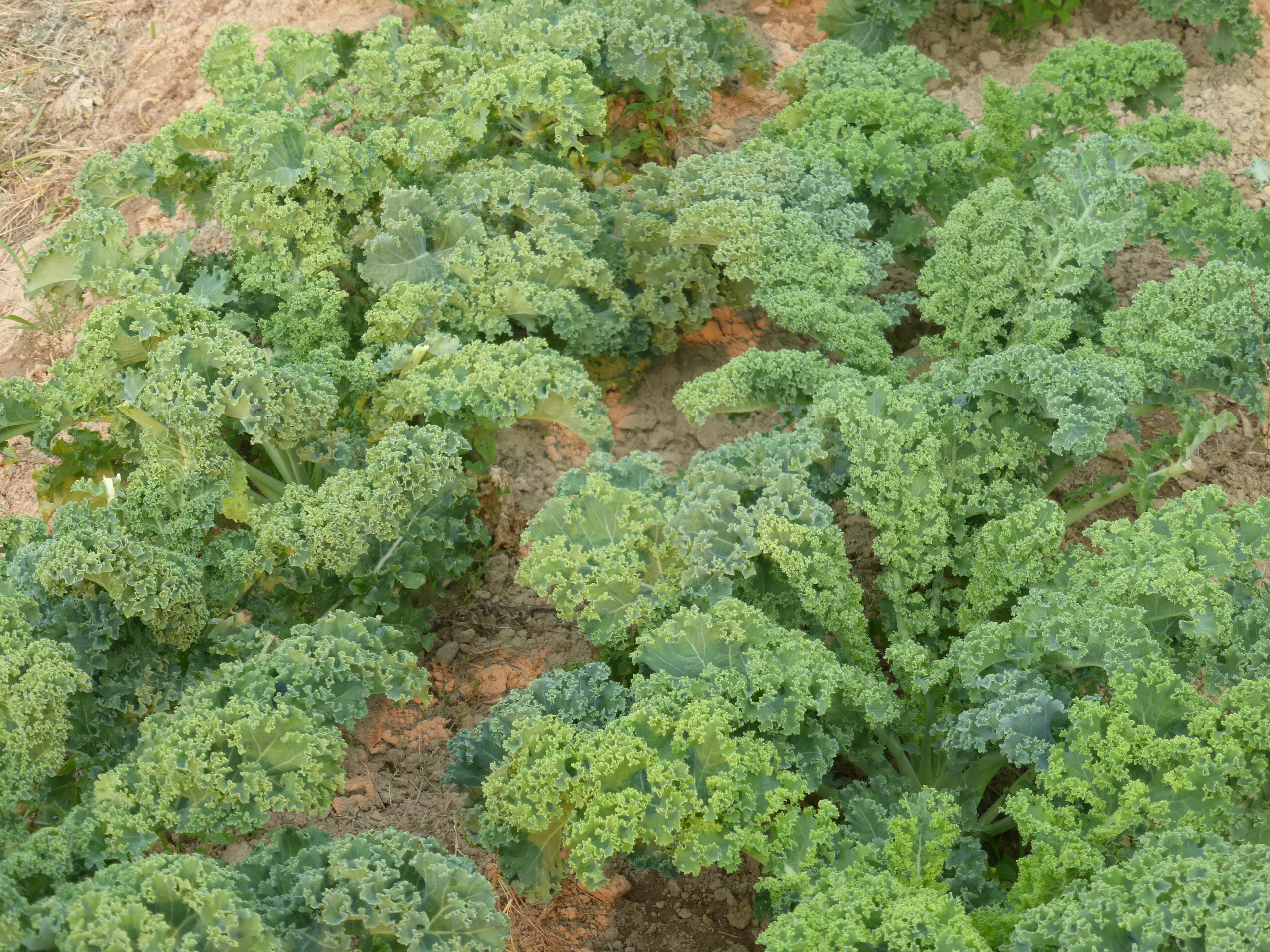 Lush green kale plants growing densely in a garden bed.
