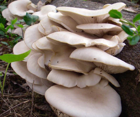 Cluster of white oyster mushrooms growing on wood.