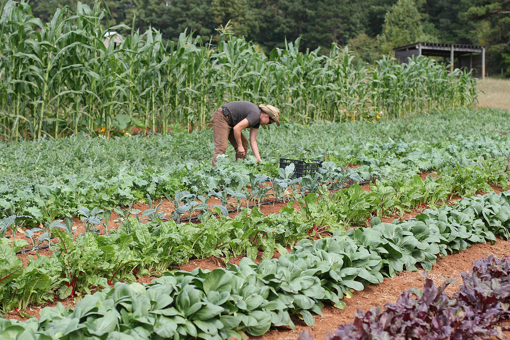 A person tending to plants in a large vegetable garden.