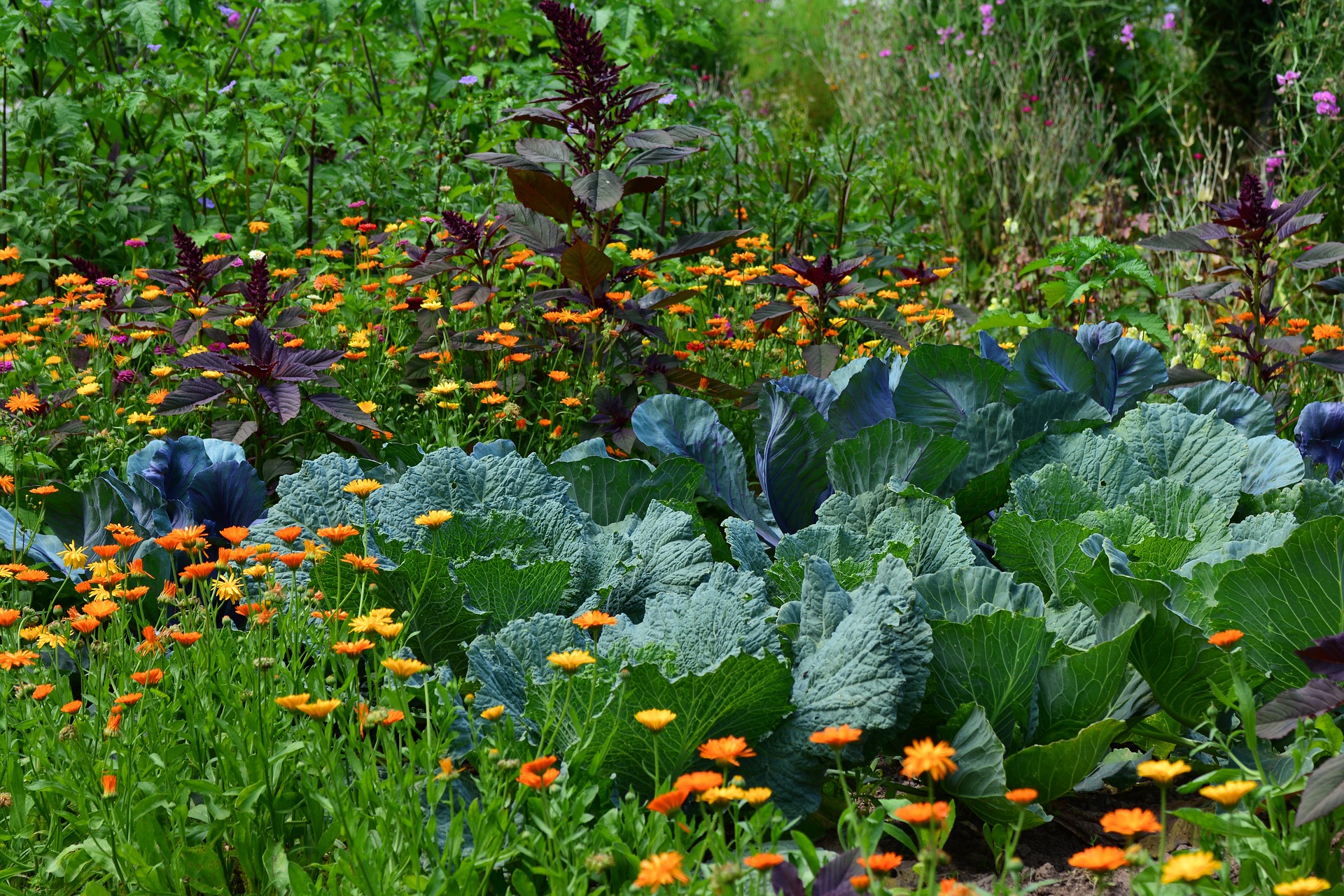A colorful garden with green cabbages and orange flowers.