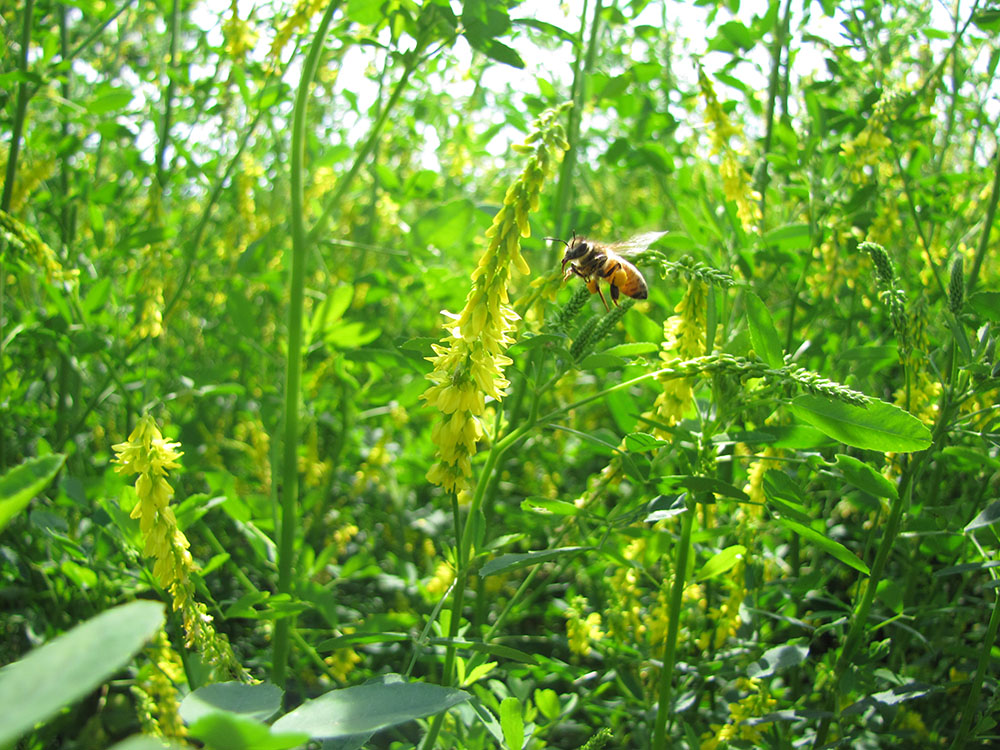 A bee hovering near a yellow flower in a lush green garden.