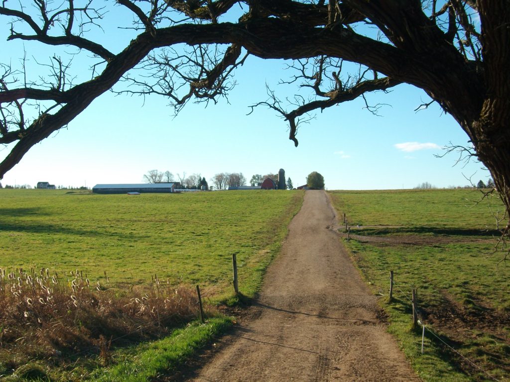 A dirt road leads through green fields under a blue sky with a tree branch overhead.