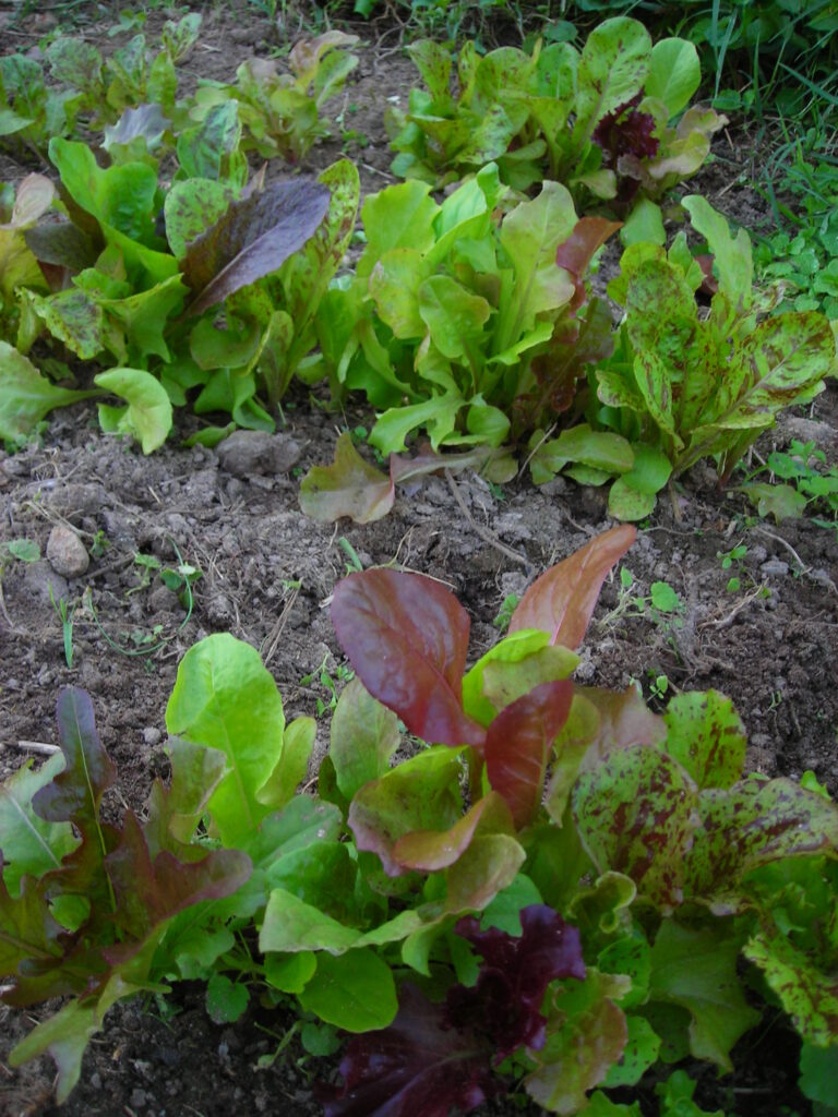 Young lettuce plants growing in soil with green and red leaves.