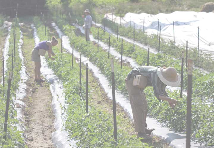 Farmers tending plants in a greenhouse garden.