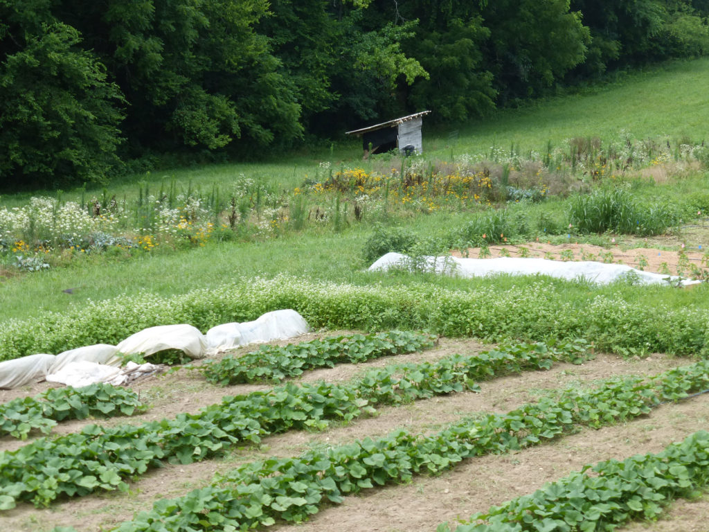 Rows of green plants growing in a garden with a small shed in the background.
