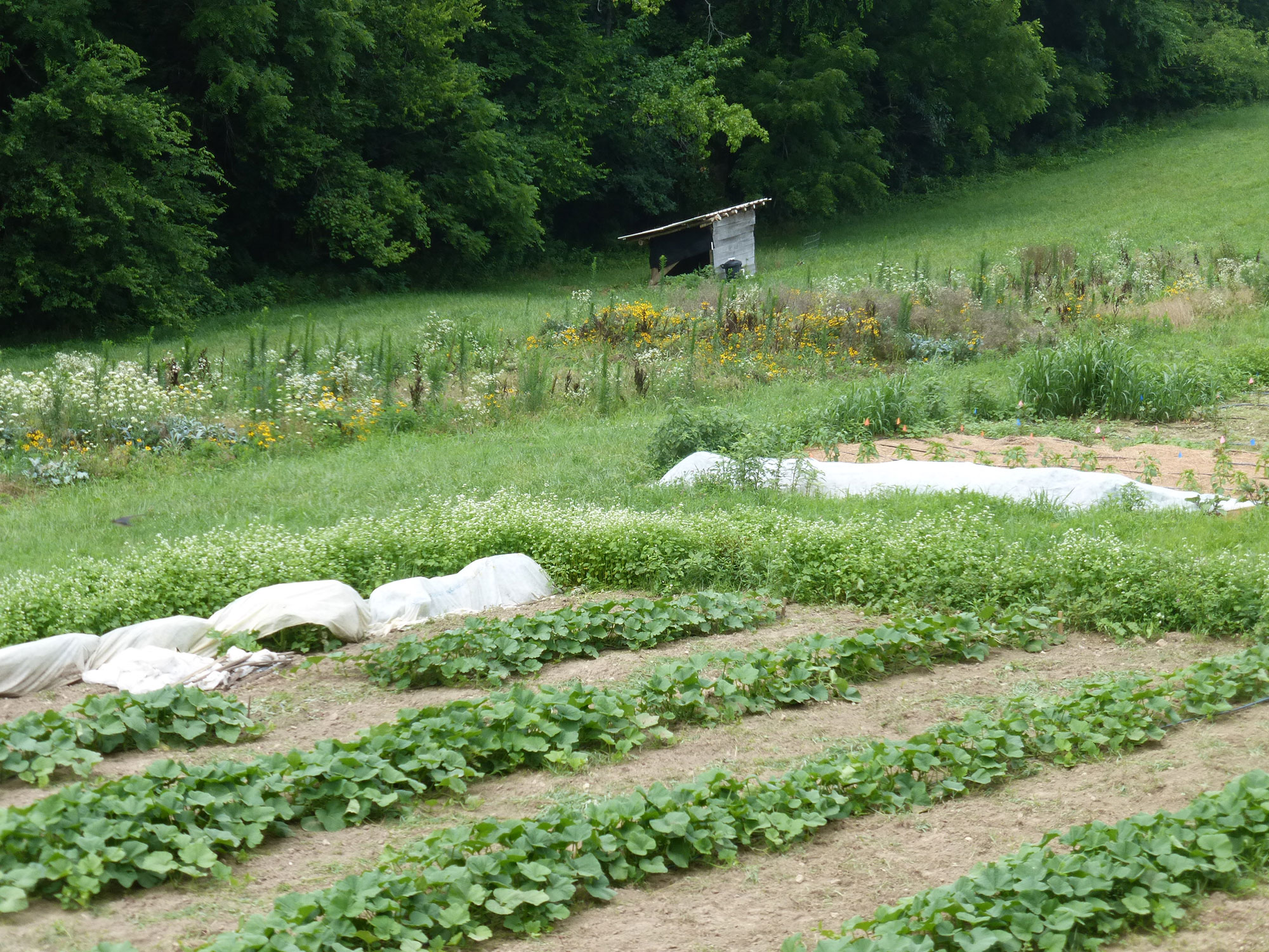 Rows of green plants growing in a garden with a small shed in the background.